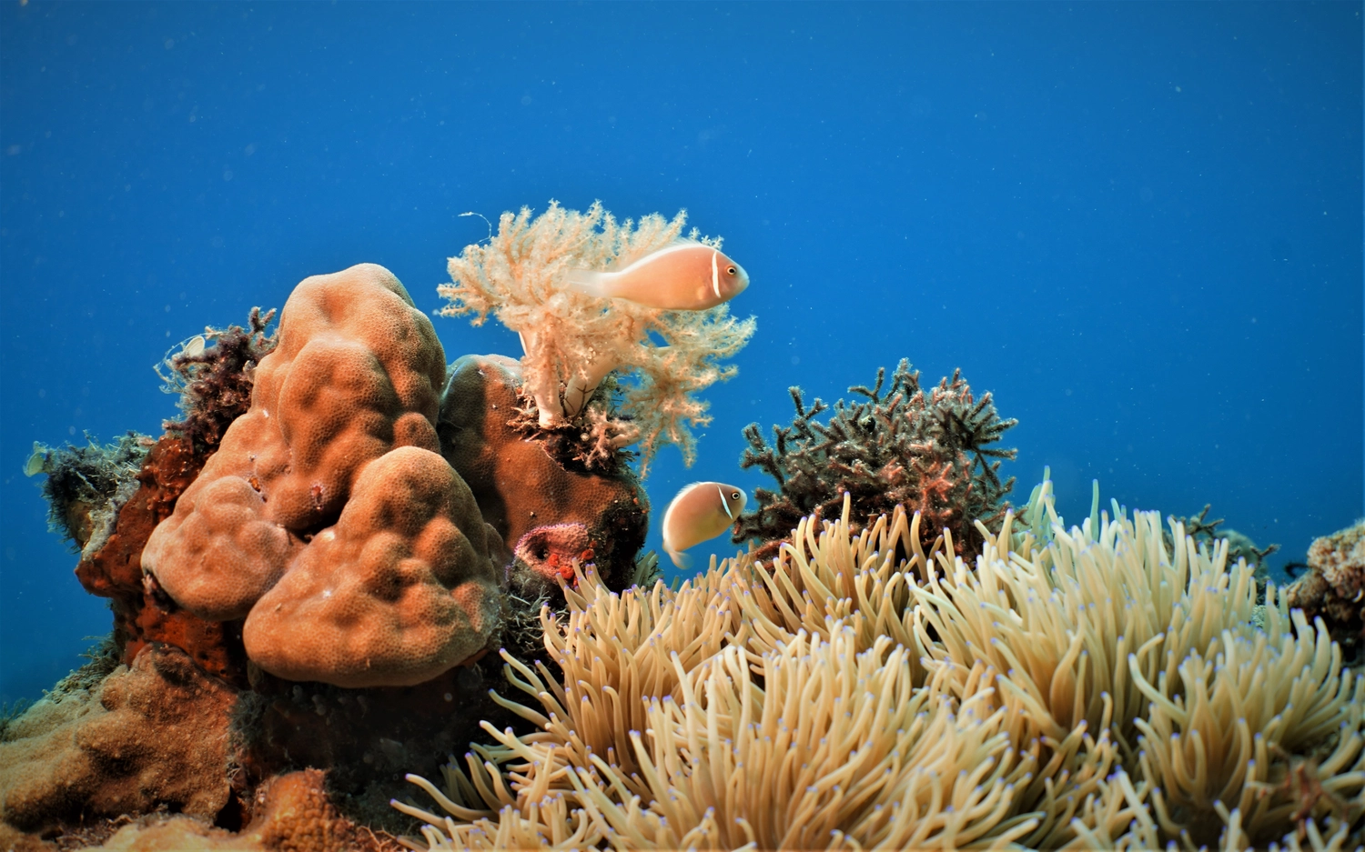 Eckhard Tourismus - Phillipinadventures - Unterwasserlebewesen