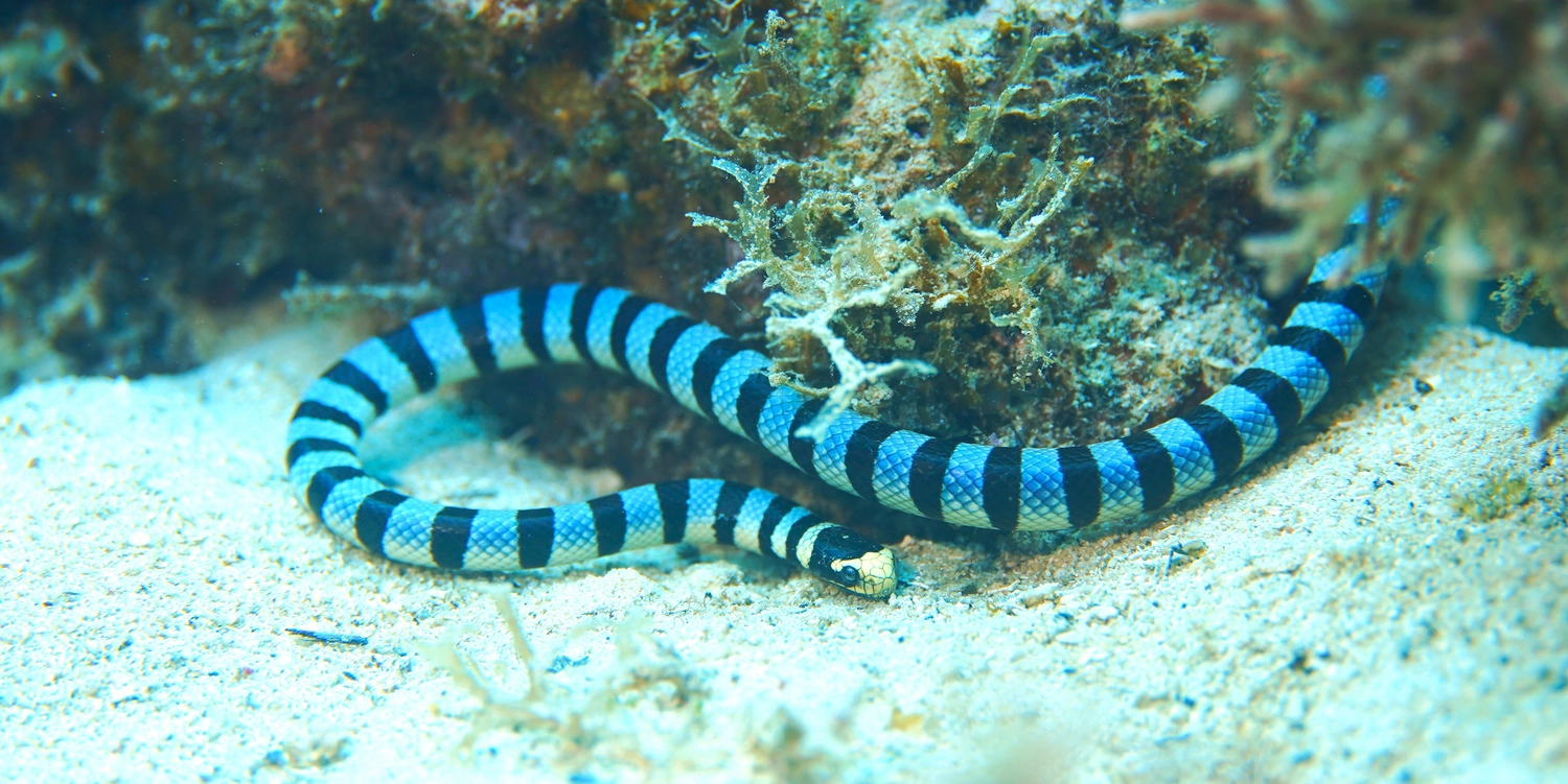 Eckhard Tourismus - Phillipinadventures - Unterwasserlebewesen