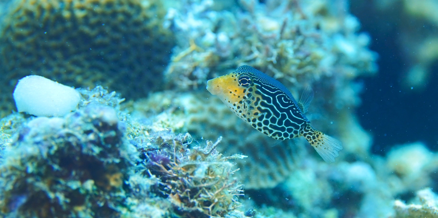 Eckhard Tourismus - Phillipinadventures - Unterwasser