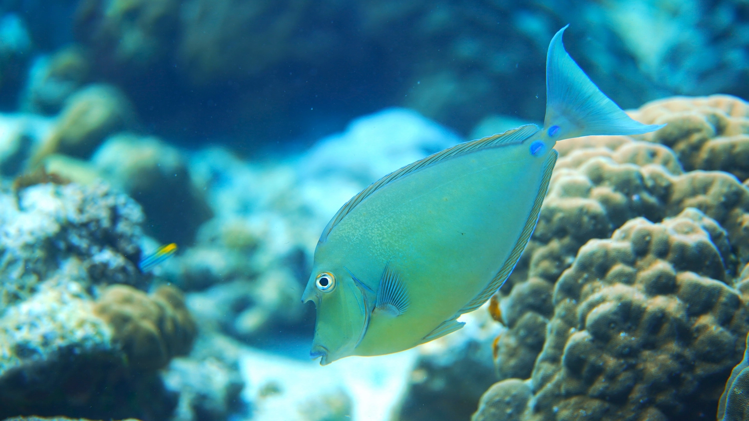 Eckhard Tourismus - Phillipinadventures - Unterwasserlebewesen