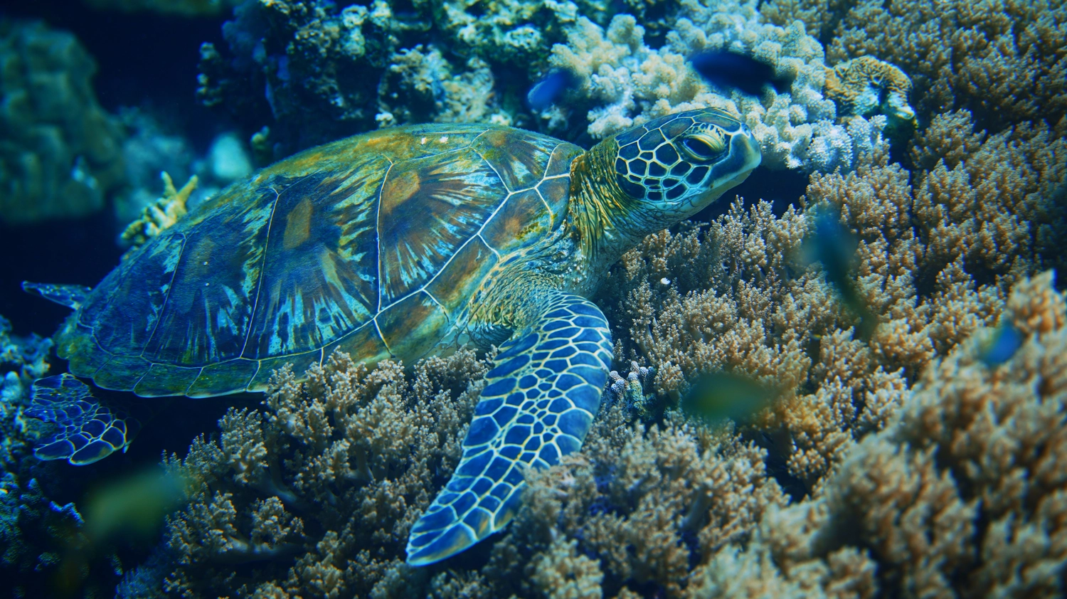 Eckhard Tourismus - Phillipinadventures - Unterwasserlebewesen