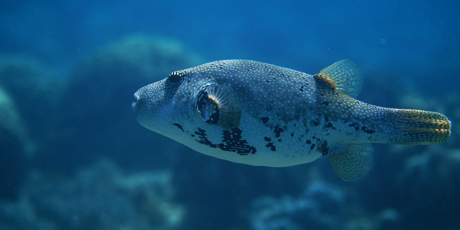 Eckhard Tourismus - Phillipinadventures - Unterwasserlebewesen