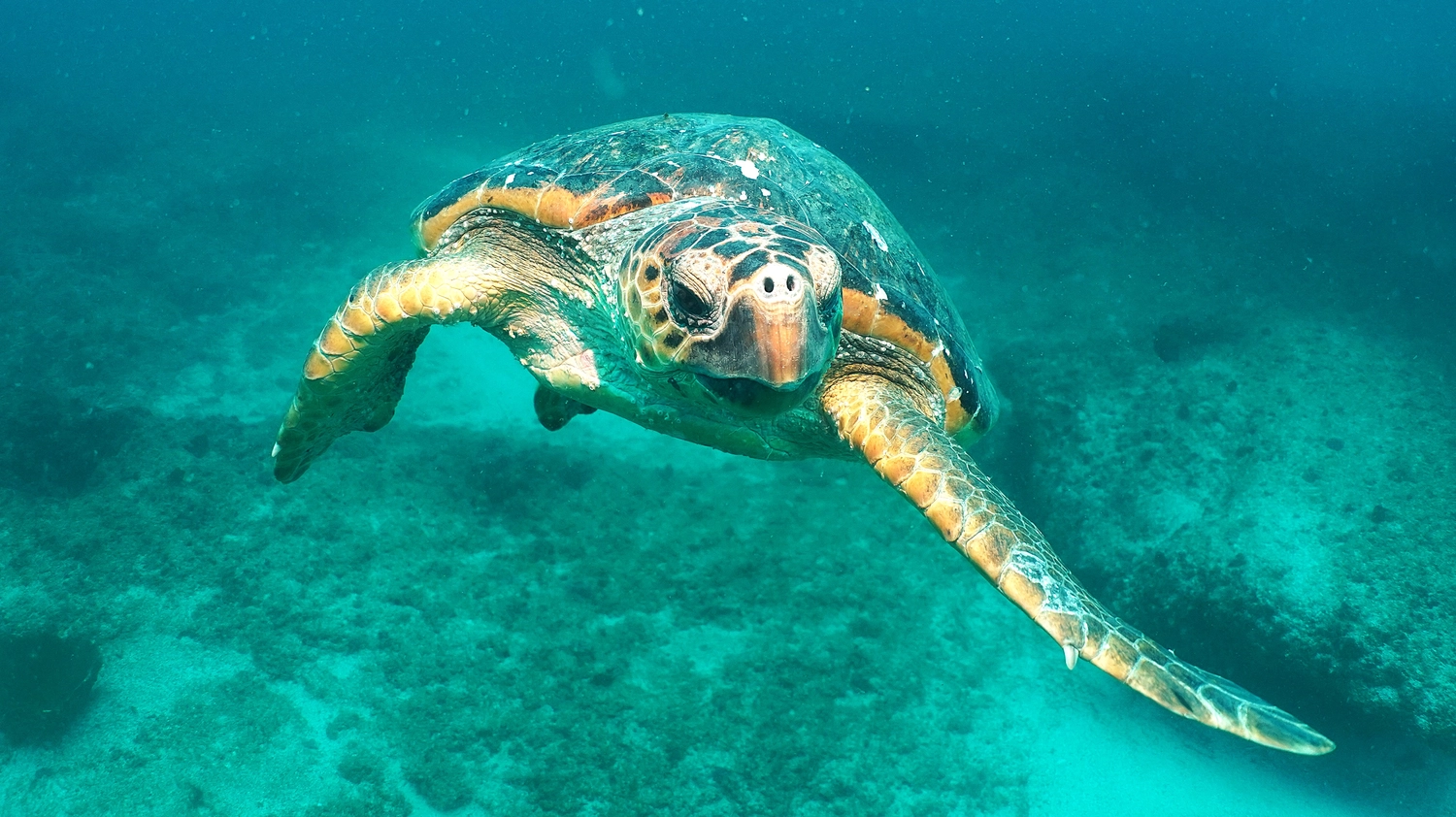 Eckhard Tourismus - Phillipinadventures - Unterwasserlebewesen