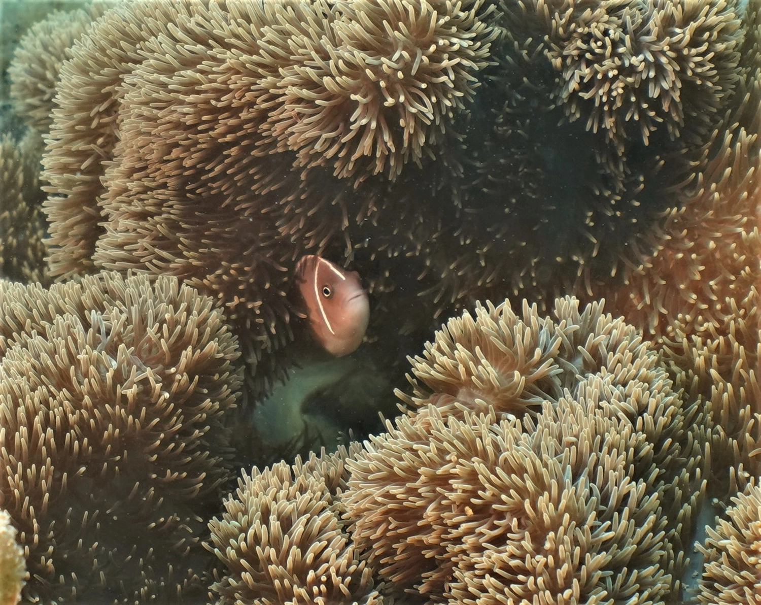 Eckhard Tourismus - Phillipinadventures - Insel