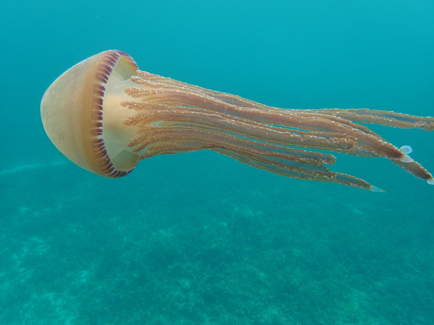 Eckhard Tourism – Philippinadventures – Das Bild zeigt eine Purpurqualle (Pelagia noctiluca), die häufig in tropischen und warmgemäßigten Meeren vorkommt.