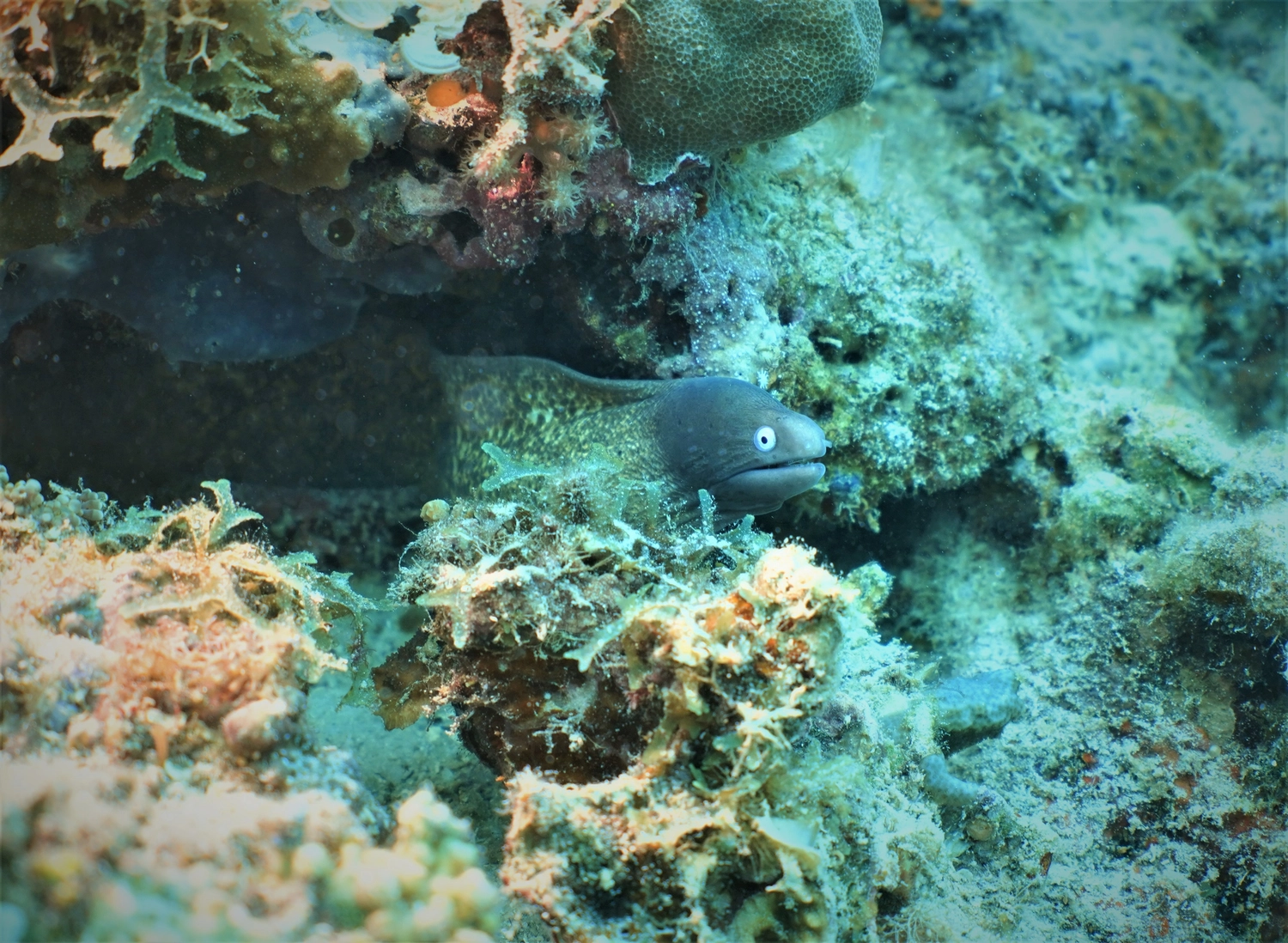 Eckhard Tourismus - Phillipinadventures - Unterwasserlebewesen