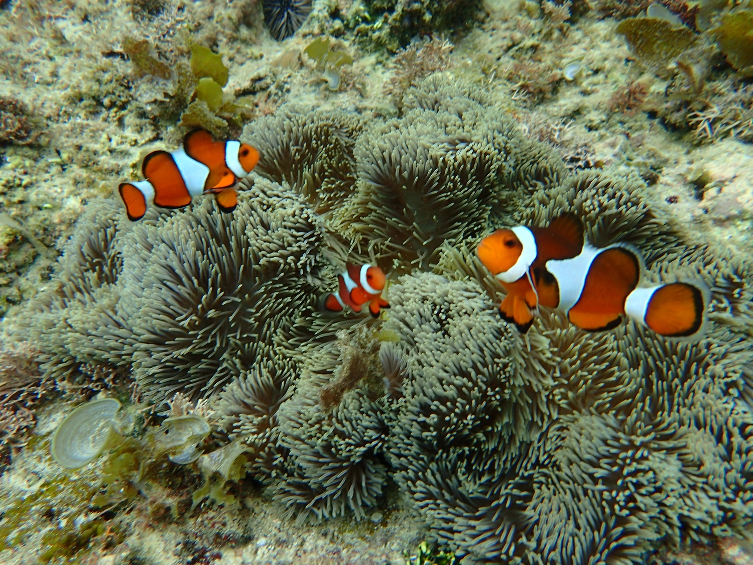 Eckhard Tourismus - Phillipinadventures - Insel