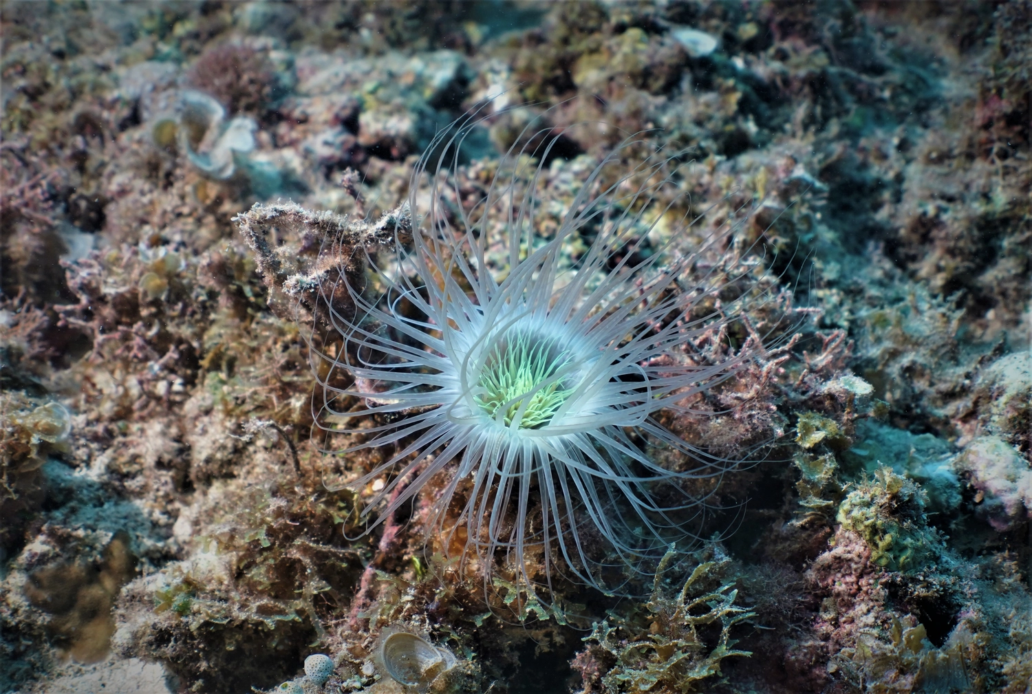 Eckhard Tourismus - Phillipinadventures - Insel