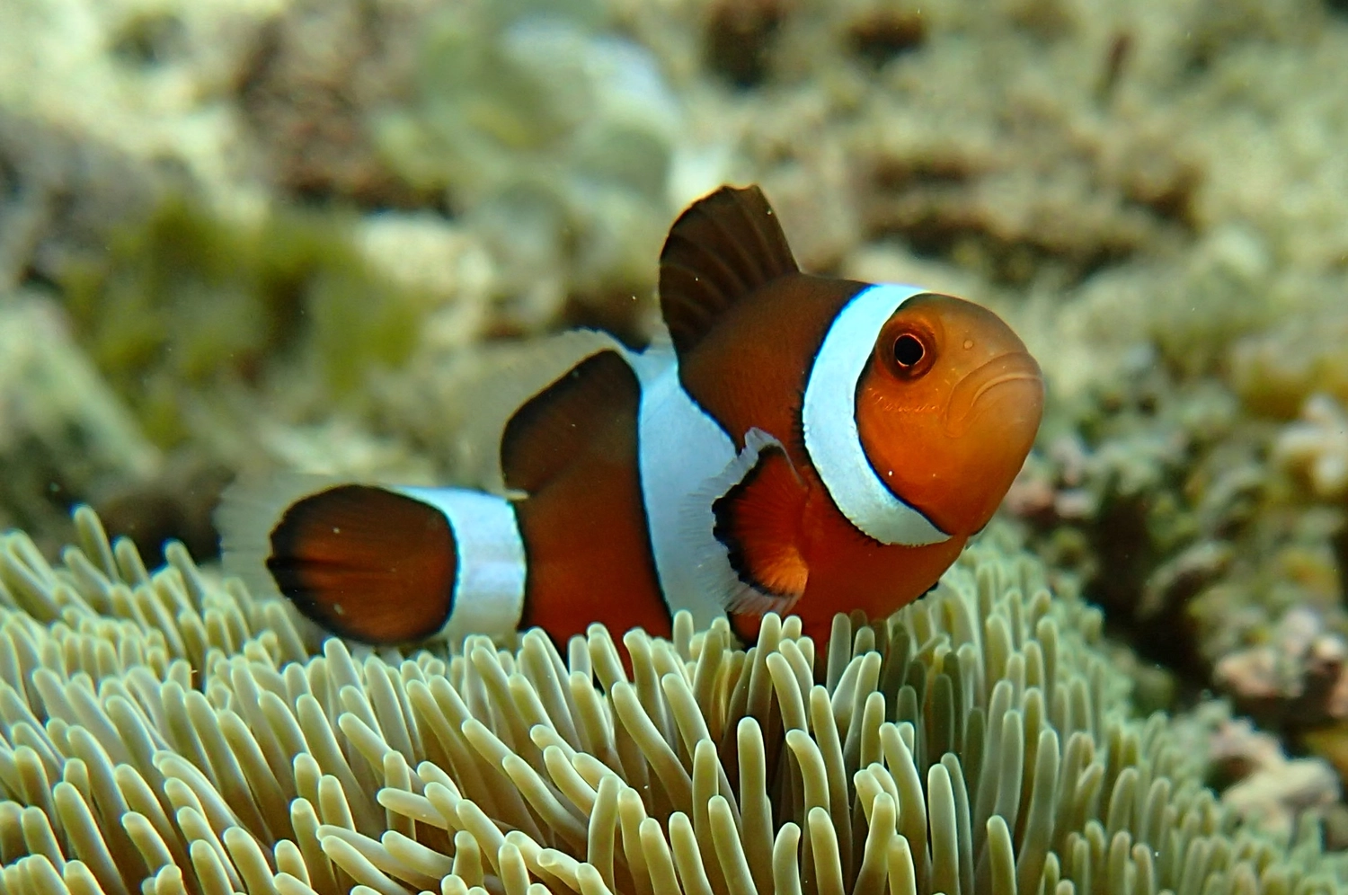 Eckhard Tourismus - Phillipinadventures - Unterwasserlebewesen