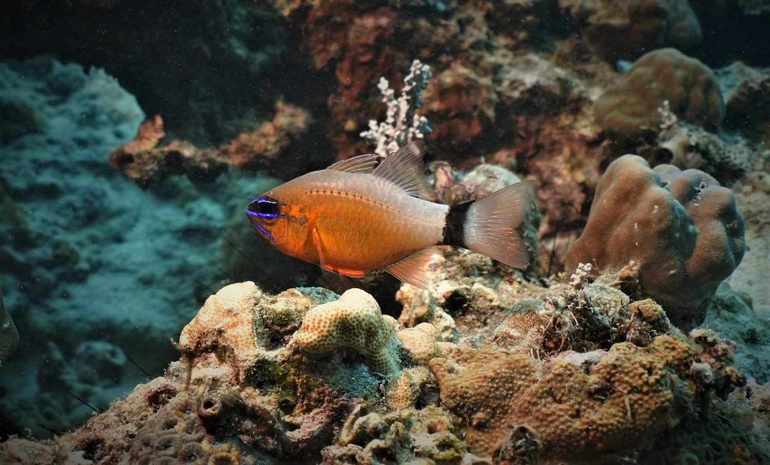 Eckhard Tourismus - Phillipinadventures - Unterwasserlebewesen