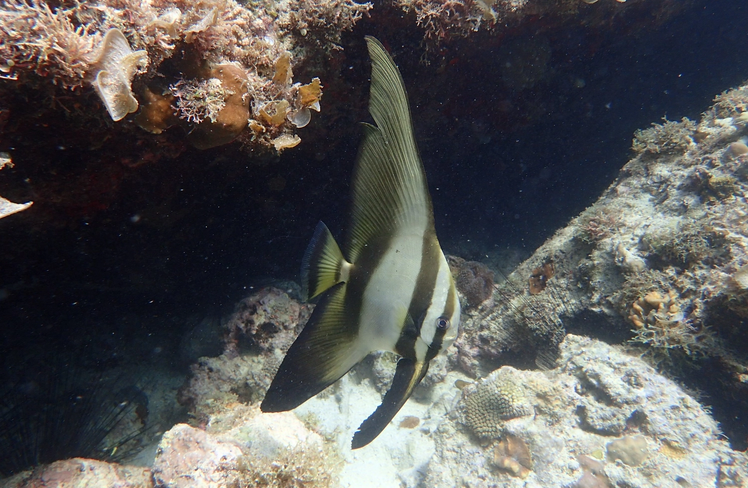 Eckhard Tourismus - Phillipinadventures - Unterwasserlebewesen